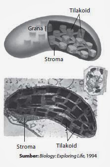 Struktur kloroplas