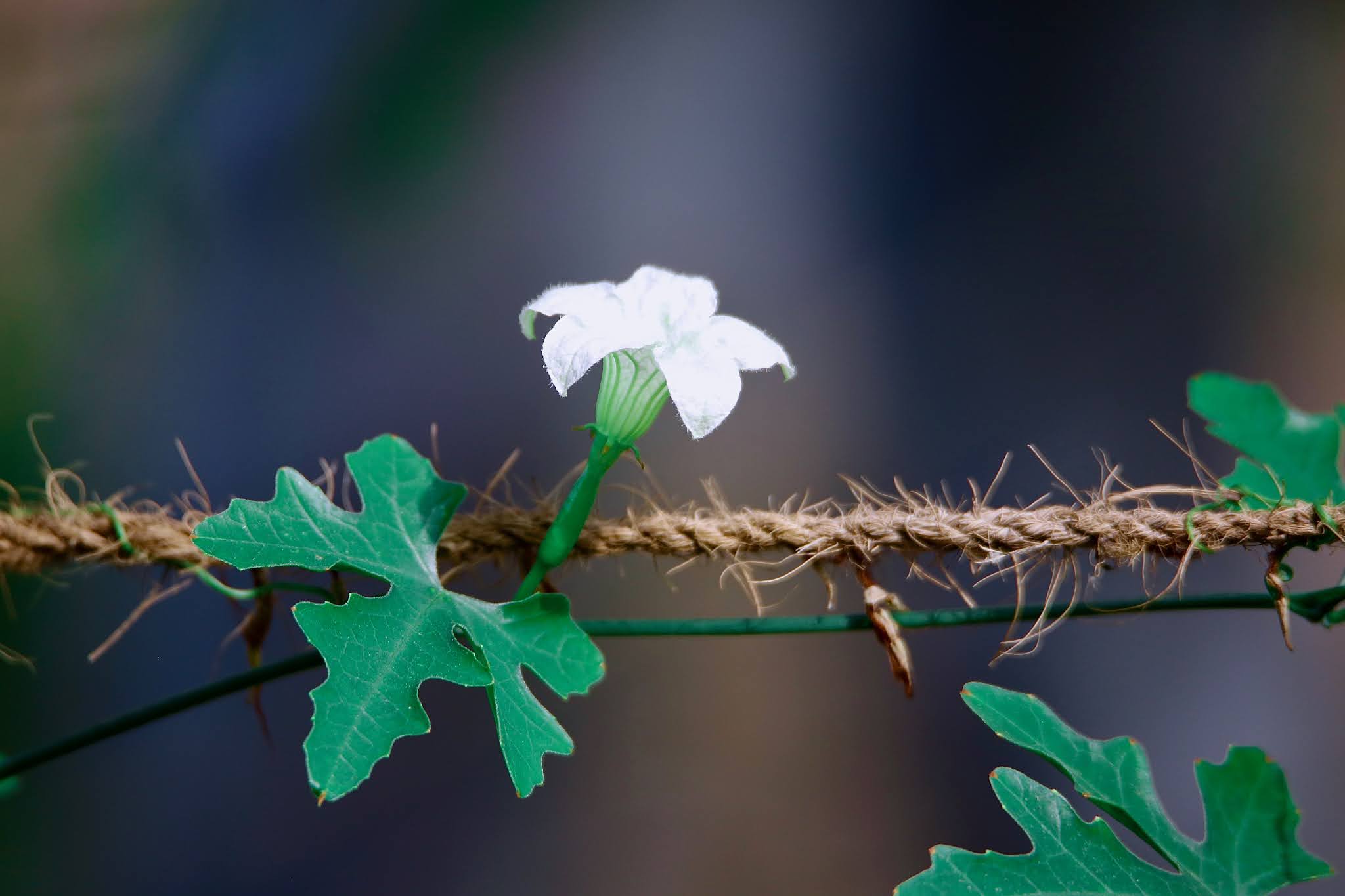 Ivy Gourd Flowers high resolution free