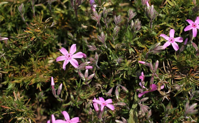 Phlox Subulata Flowers