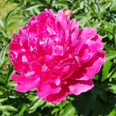 Пион 'Феликс Суприм' / Пион 'Felix Supreme' (Paeonia 'Felix Supreme')