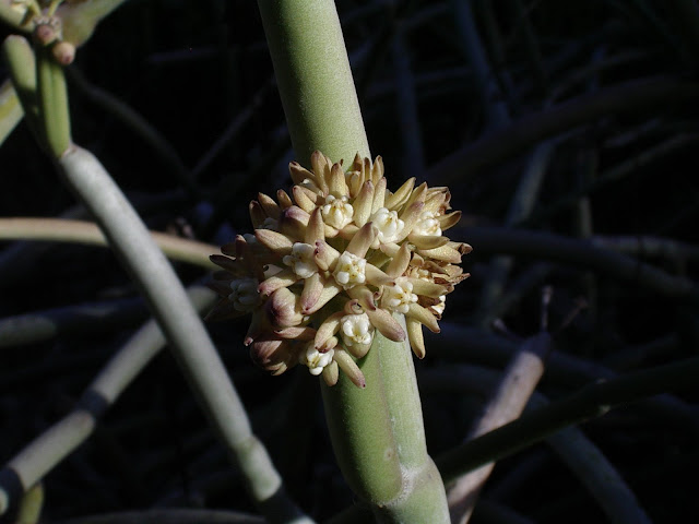 Sarcostemma daltonii