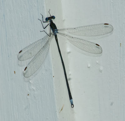 Swamp Spreadwing (Lestes vigilax)