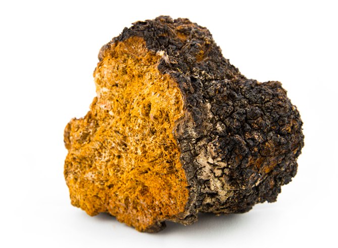 Chaga Mushroom Company in Tamil Nadu |  Chaga mushroom supplier | Biobritte Mushroom supplier