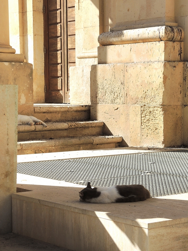 Malta: nog een laatste keer : katten!