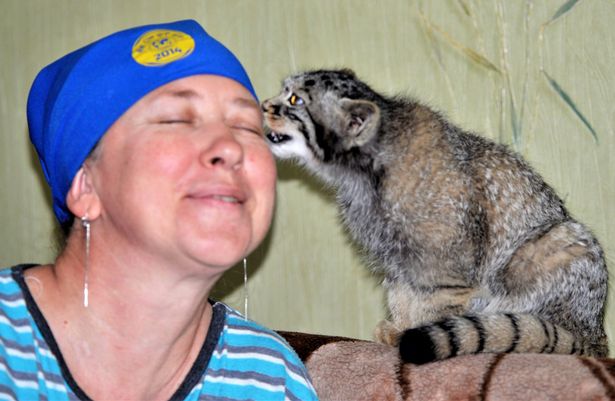 A Pallas's cat kitten licking a woman's face