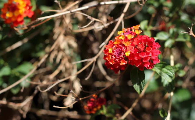 Lantana Flowers Pictures