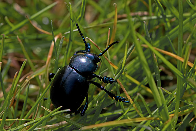 Timarcha tenebricosa the Bloody-nosed Beetle