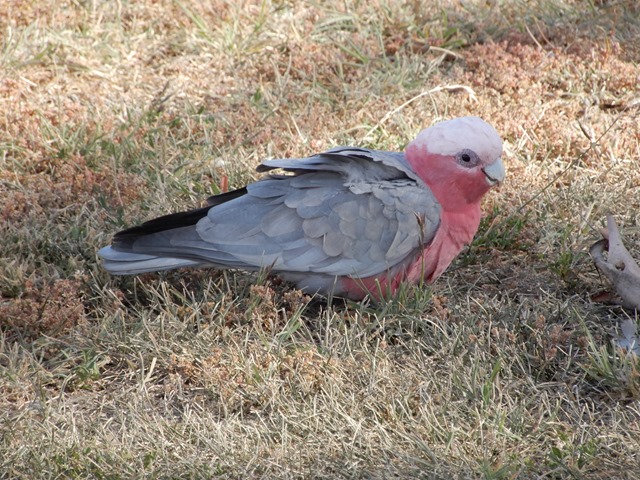 cute birds