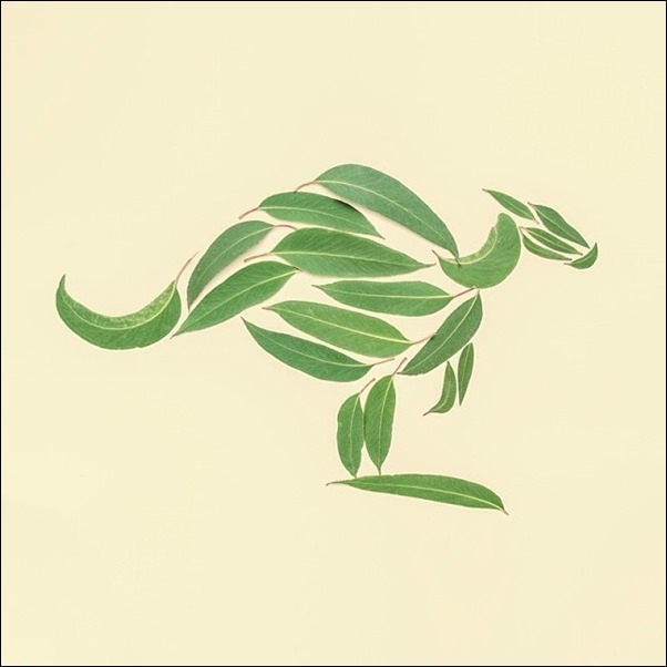 Domenic Bahmann - Kangaroo