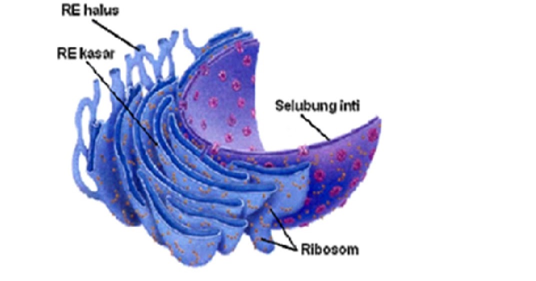 All about Biology Makalah Retikulum Endoplasma Ribosom 