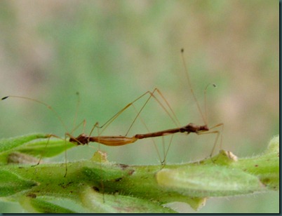 unknown 2 bugs (1)