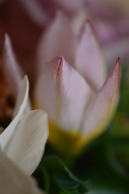 tulipa saxatalis, monday vase meme, small sunny garden, desert garden, amy myers