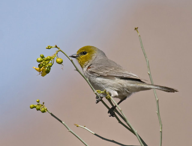 Verdin