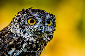 Birds of Prey Western Screech Owl by Dakota Visions Photography LLC Black Hills Megascops kennicottii Photo Shootout Boo