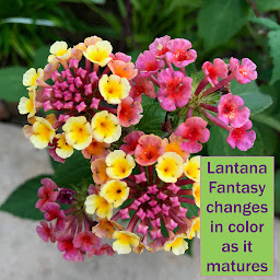 Lantana Fantasy with mature blooms with a mixture of bright pink and yellow colors.