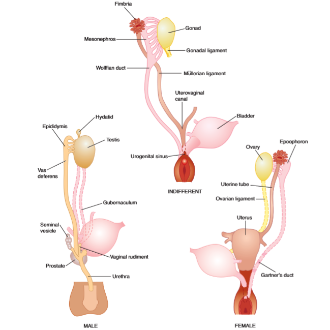 Development of the Gonads &  Embryology Of Sex