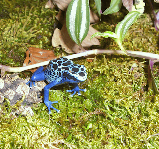 Dendrobates Azureus