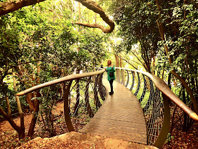 Tree Canopy Walkway Kirstenbosch National Botanical Gardens Cape Town South Africa