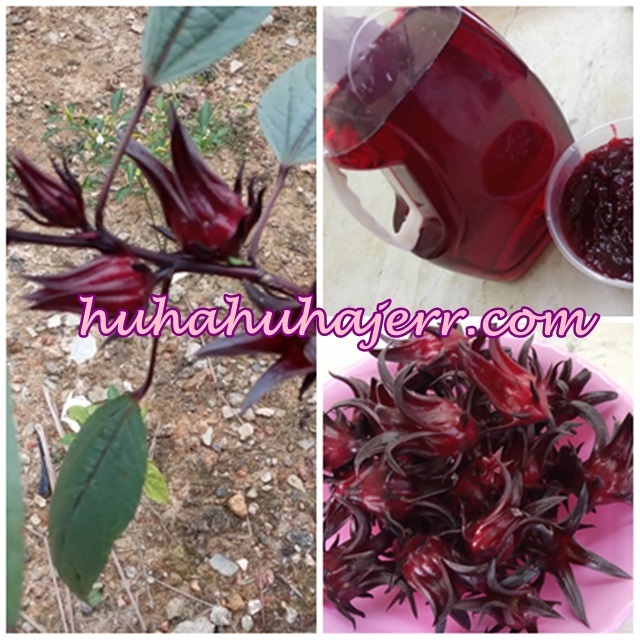 Buat Jem Dan Jus Roselle