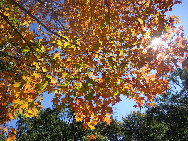 Taiwan Aowanda (奧萬大) maple season