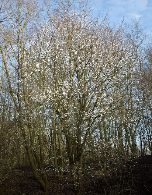 Cherry plum blossom just visible against bare trees