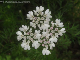 cilantro flowers