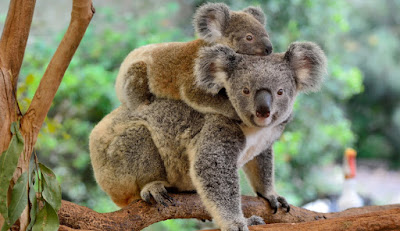El Koala Australia