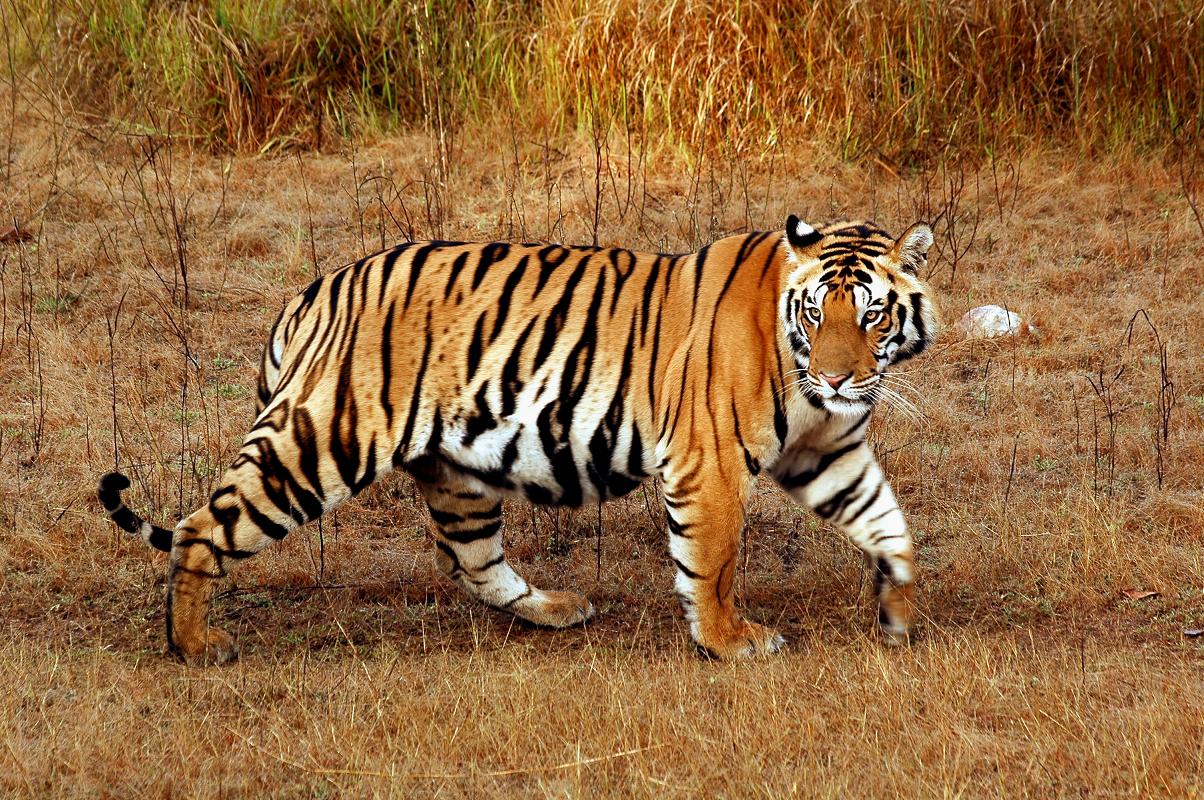 Bengal Tiger | The Life of Animals