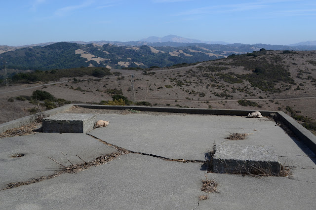 rock cats on the silo platform