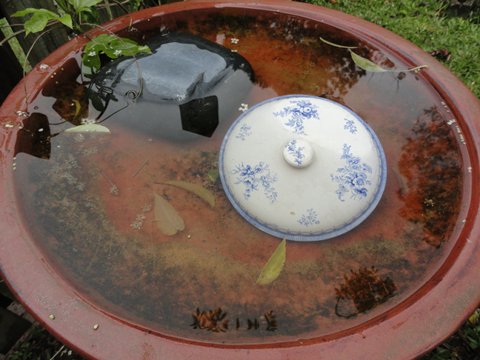 Recycled lid in the bird bath