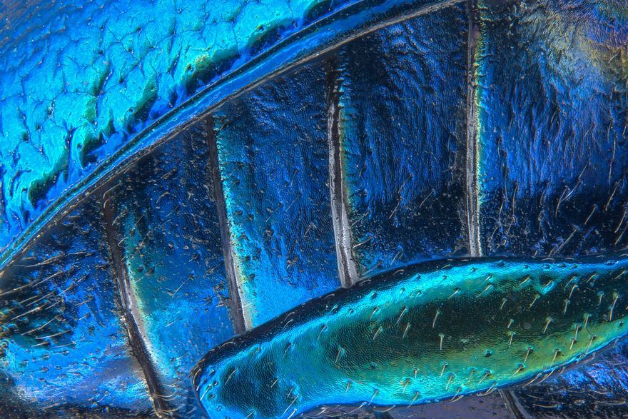 2016 Nikon Macro Photo Contest Winners Show The World Like You’ve Never Seen Before - Eighteenth Place. Parts Of Wing-Cover
