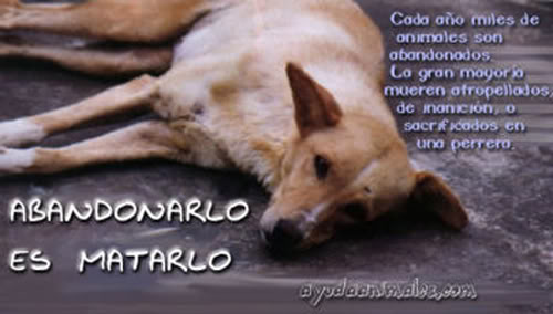 [PENSAR-perro-abandonado.jpg]