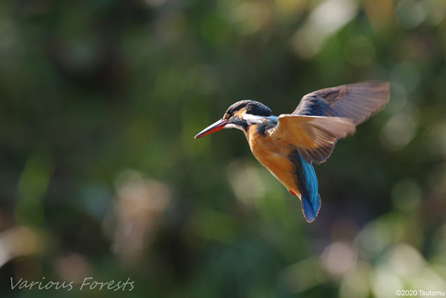 Kingfisher; hovering