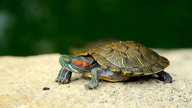 Cute Turtles