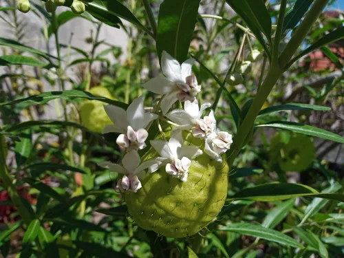 Flor-borboleta ou Asclepias physocarpa Paina-de-santa-bárbara, Paina-de-seda, Paineirinha