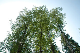 Finland birch trees