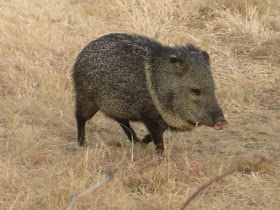This javelina and his