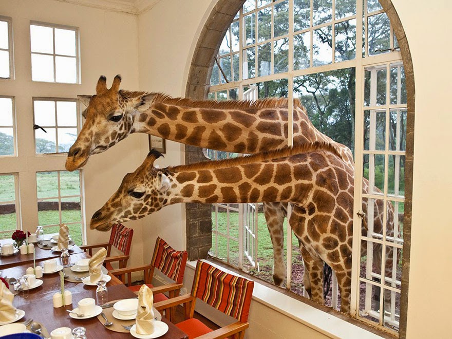 3. Giraffe Manor, Kenya - 26 Of The Coolest Hotels In The Whole Wide World