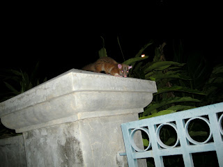 Caluromys derbianus, or woolly opossum