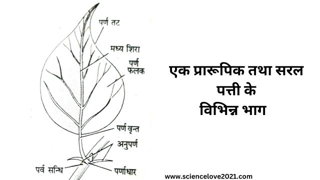 सरल पत्ती की संरचना (Structure of a Simple Leaf) in hindi