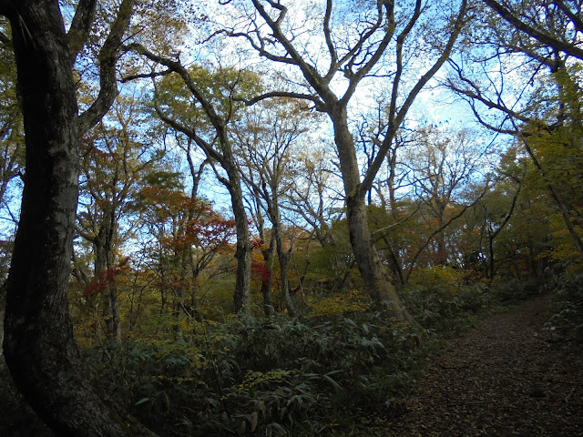 大山森の遊歩道