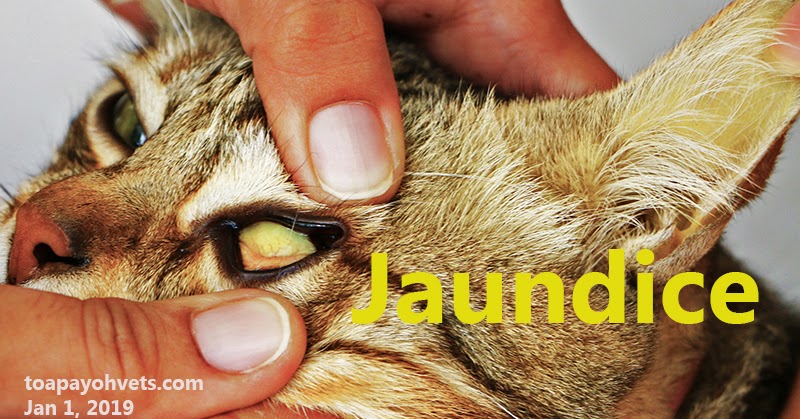 How To Treat Jaundice In Cats - Treat Mania