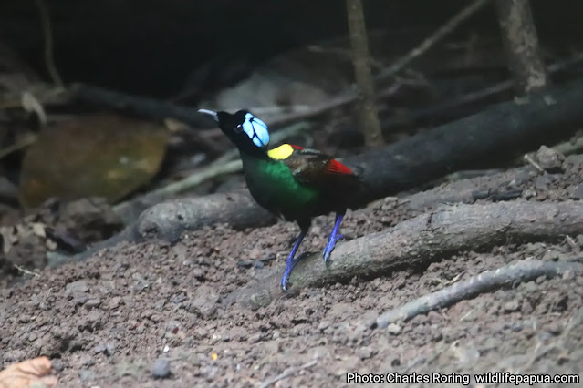 Wilson's Bird of Paradise (Diphyllodes respublica)