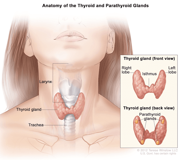 papillary-thyroid-cancer-causes