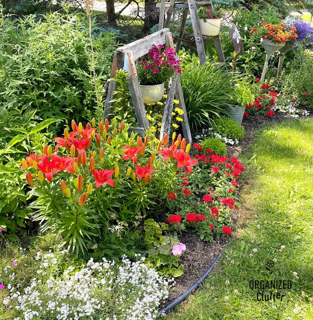 Photo of my front yard junk garden border.