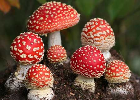 Basidiomycota Pengertian Ciri Struktur Reproduksi 