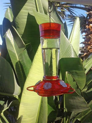 Photo of my hummingbird feeder