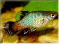 Platy Fish Pictures