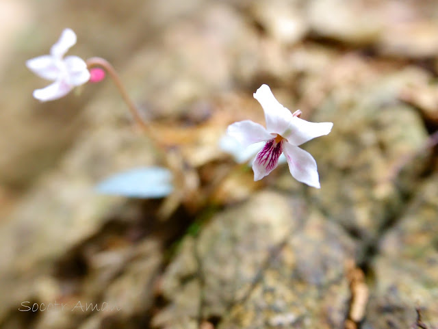 Viola sieboldii