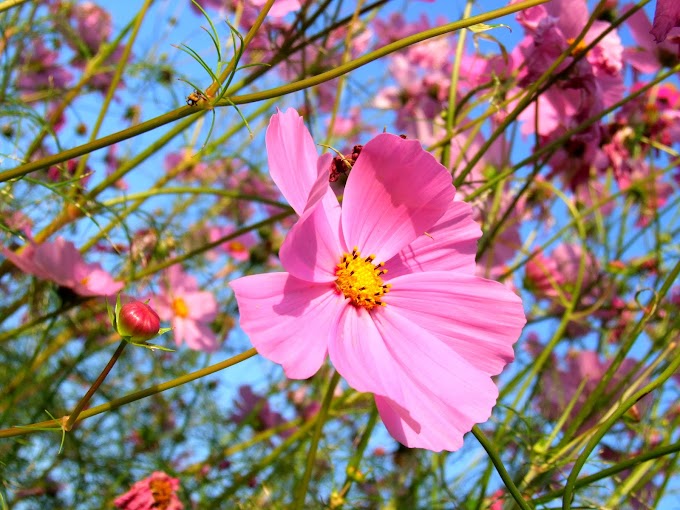 391 #コスモス #風景 #秋 #花 #秋桜